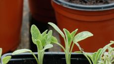 Salvia cuttings in pots