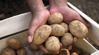 potatoes in someone's hands with dirt on them