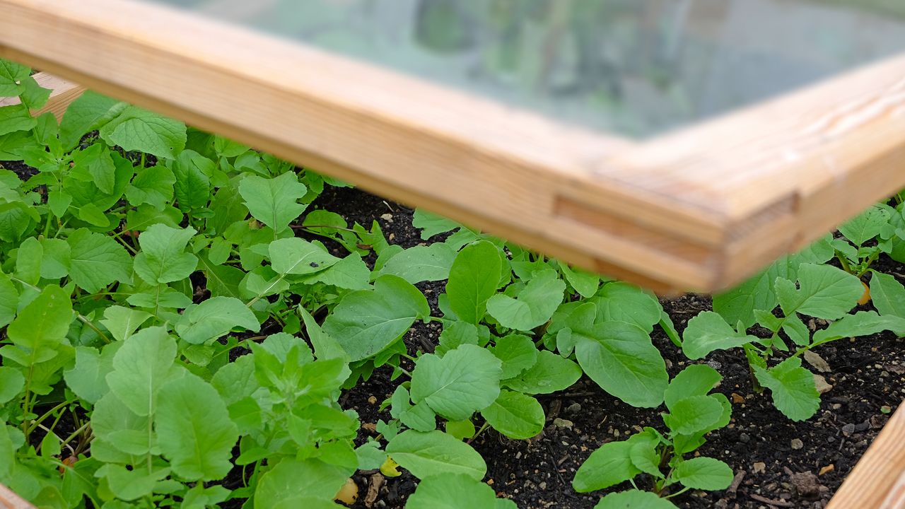 DIY cold frame