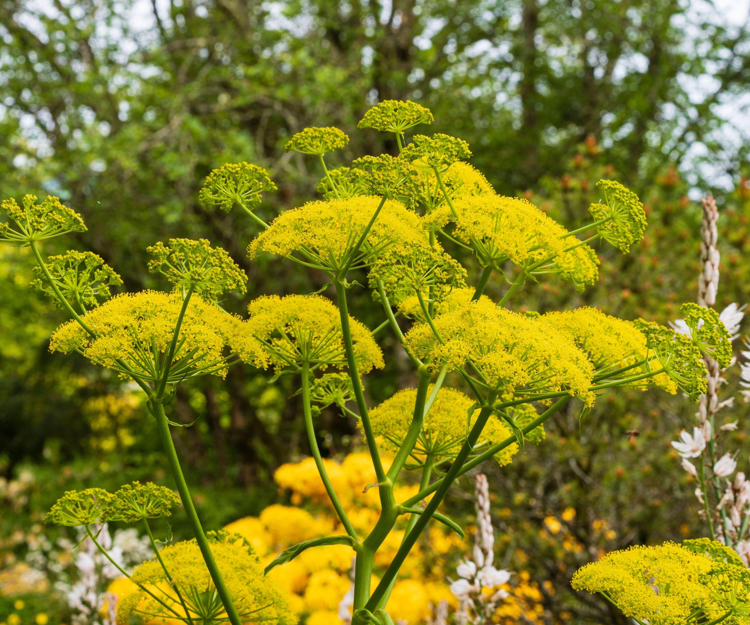 Yellow umbelifiers of the Giant Fennel (Ferula Communis) plant