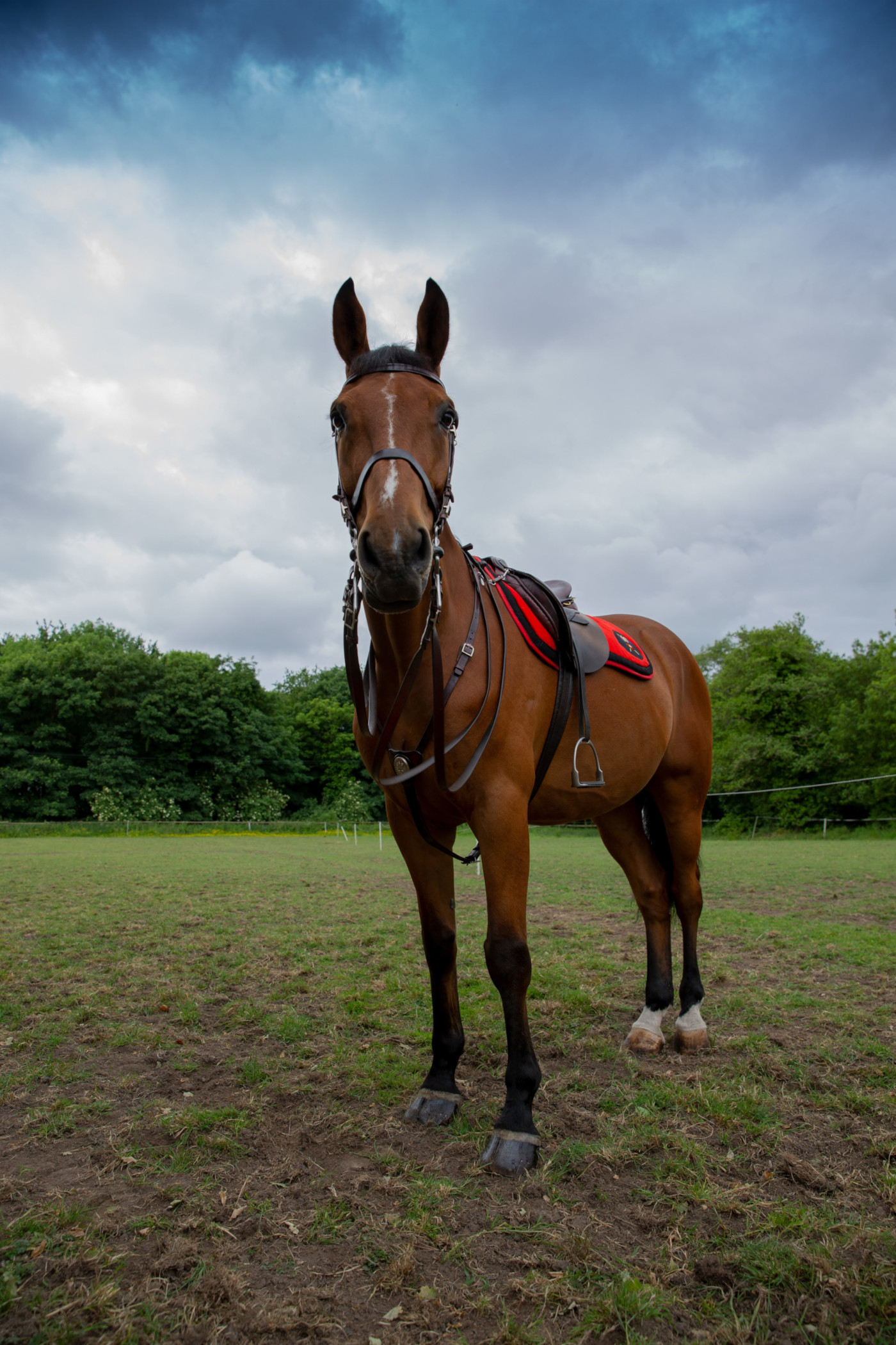 Pictured police horse Lancaster of Lancashire Constabulary