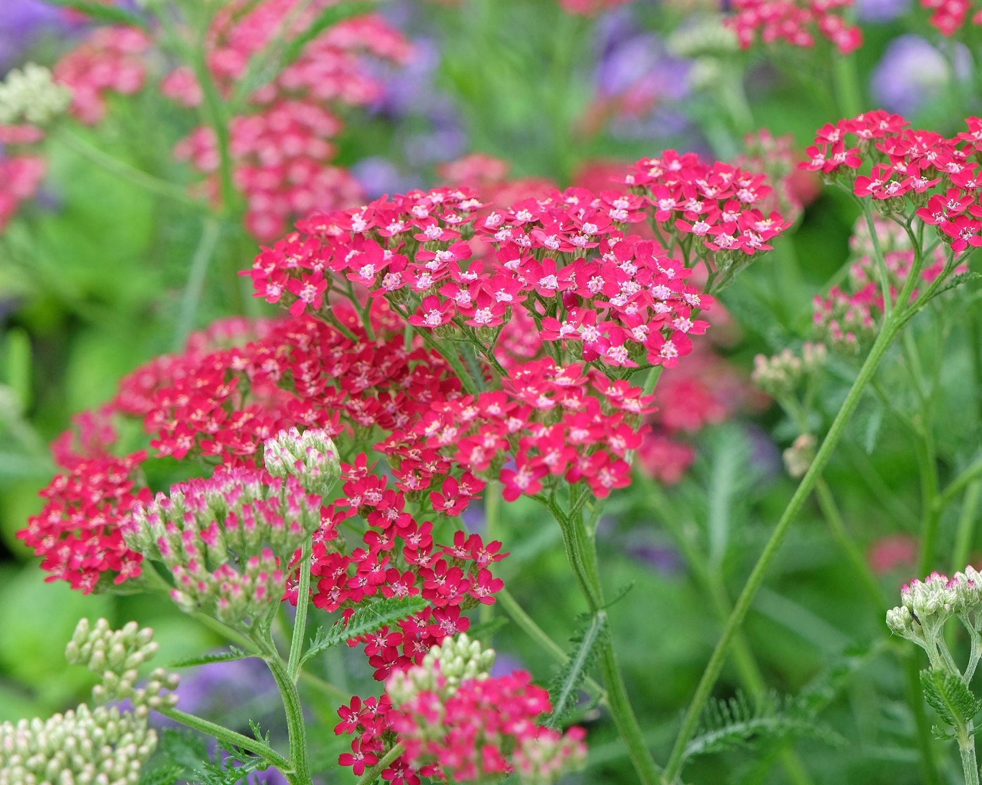 Achillea millefolium, Pink common yarrow Heidi in flower.