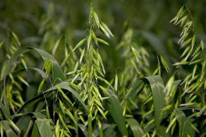 Cover Crops In The Garden