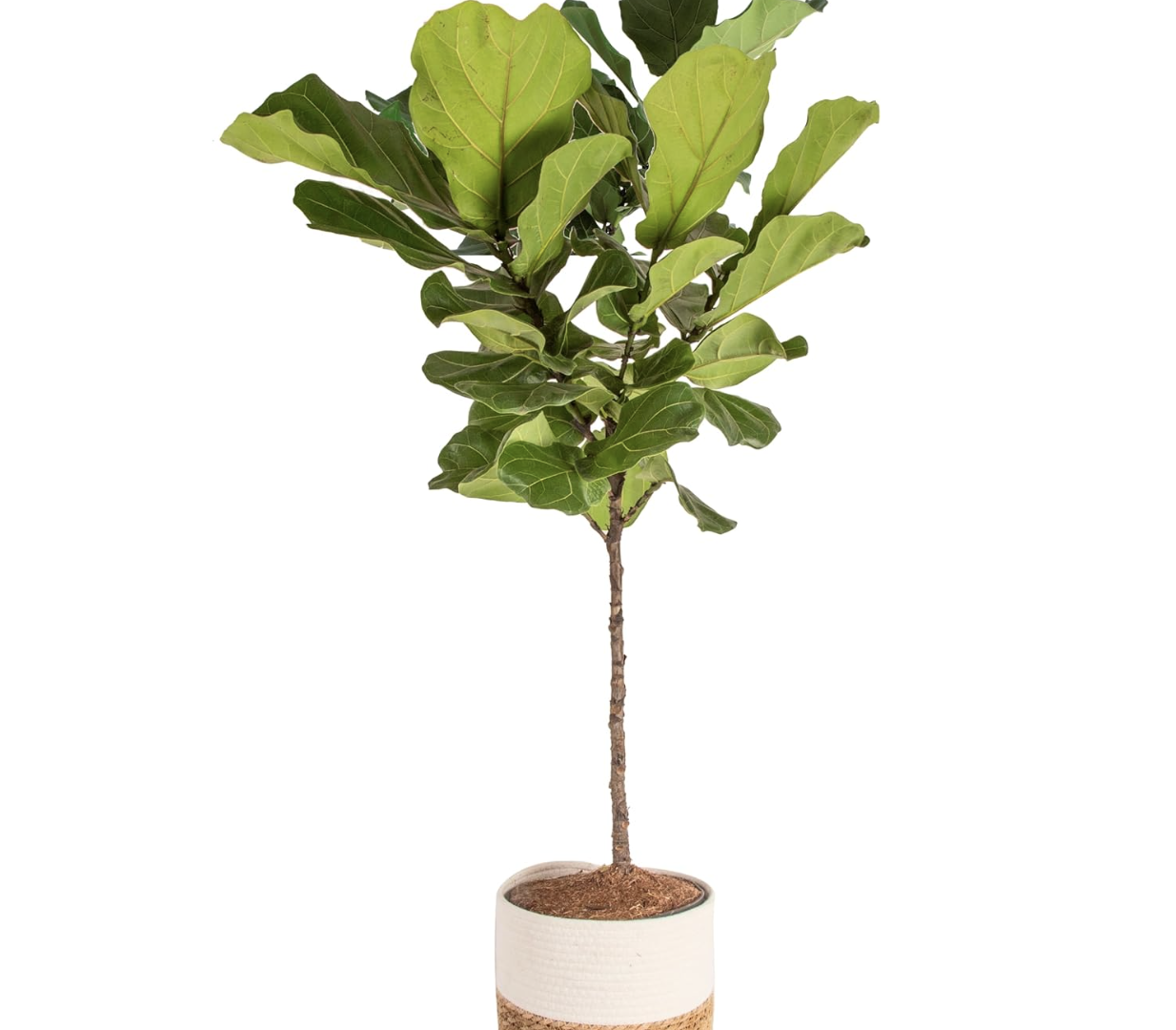 fiddle leaf fig tree