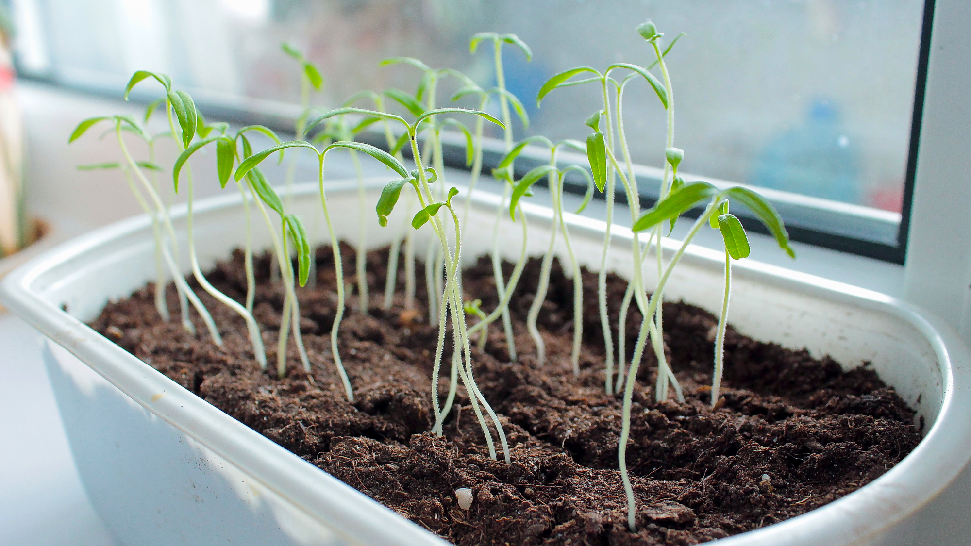 leggy seedlings in a tray growing on a windowsill