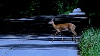 white tailed deer crossing a road at night