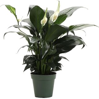 Thorsen's Greenhouse Live Peace Lily Plant, Spathyphylum