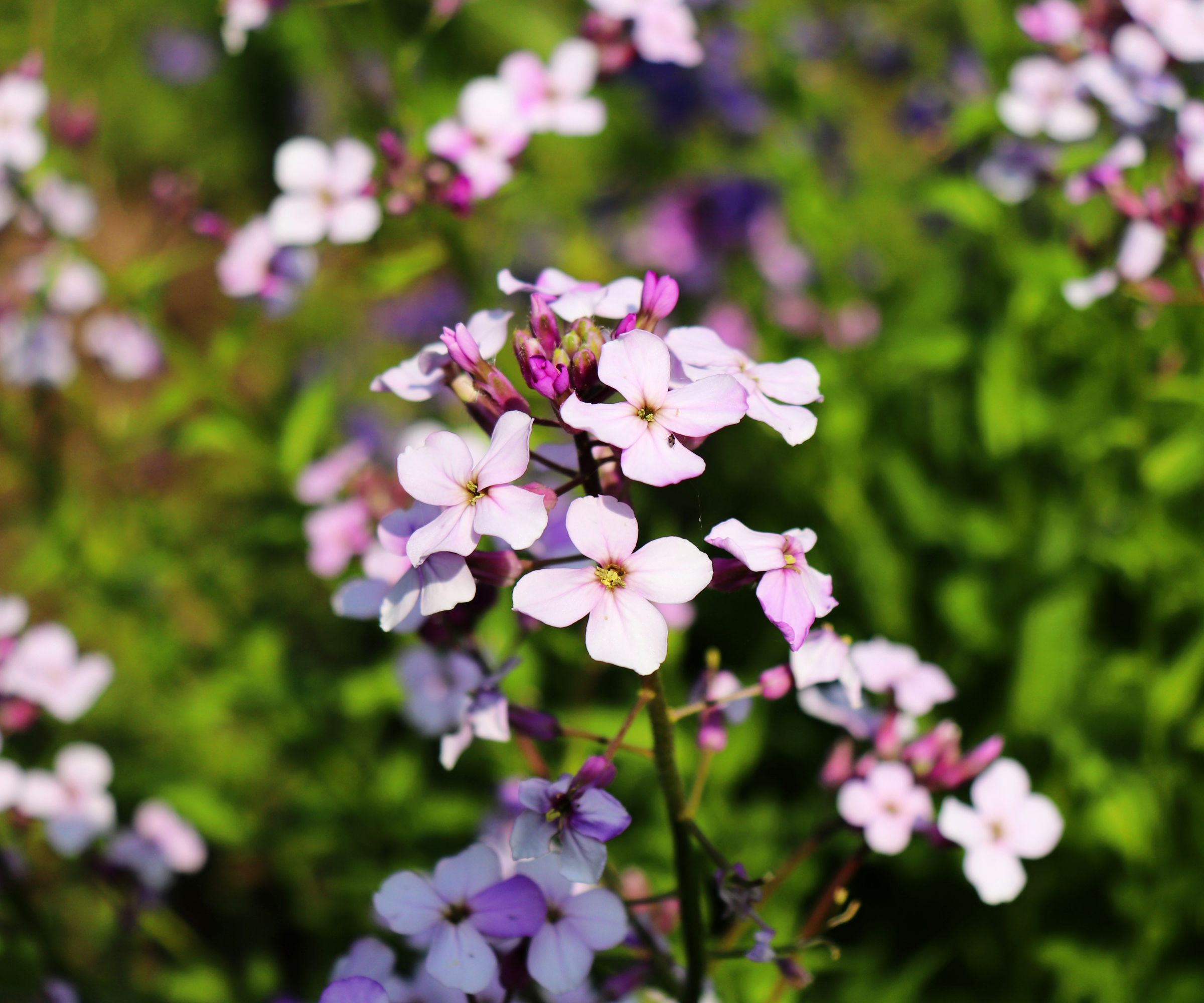 Night flowers violet spring gentle Matthiola longipetala background known as night-scented stock or evening stock. Flower especially grown for a beautiful evening and night scent,nature concept.
