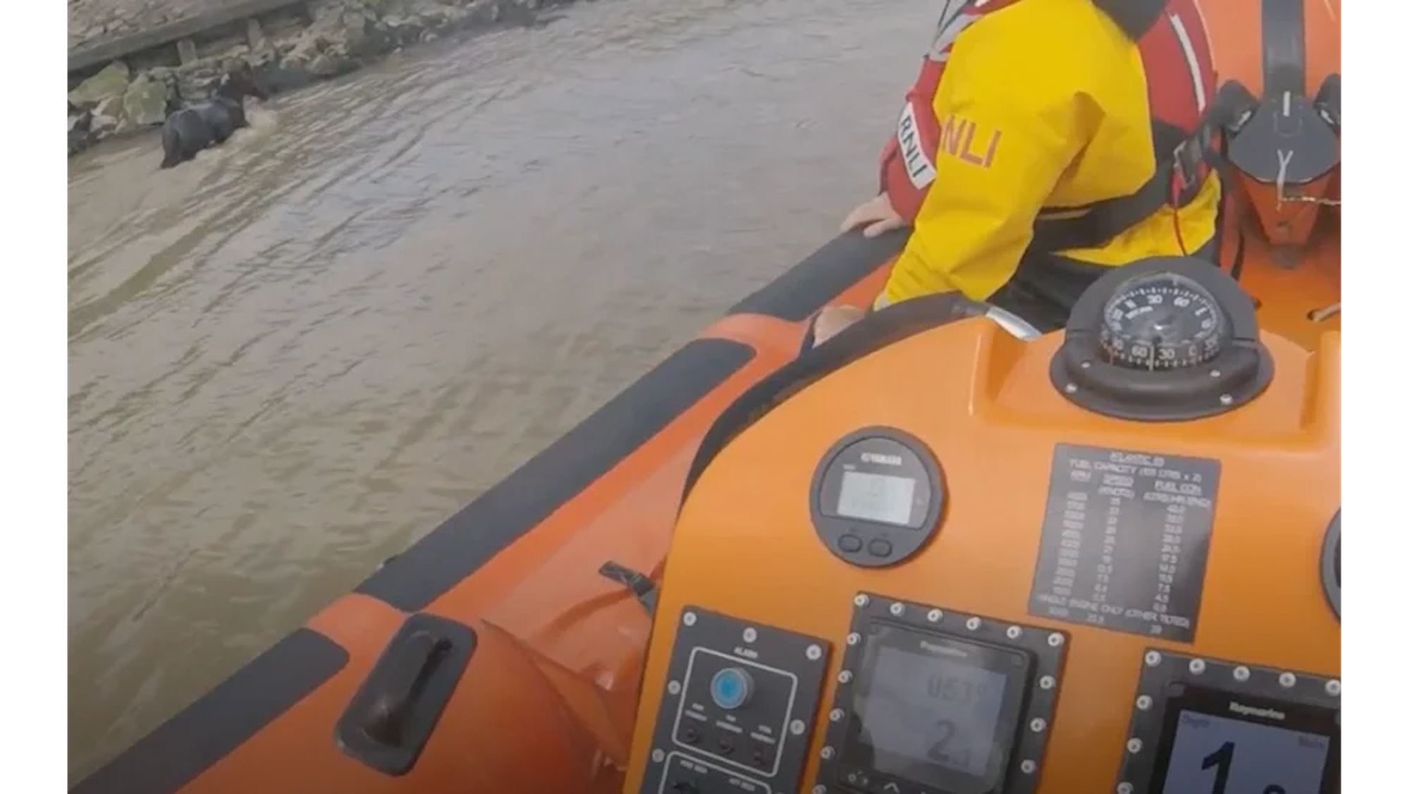 A dark bay horse in water, taken from a lifeboat