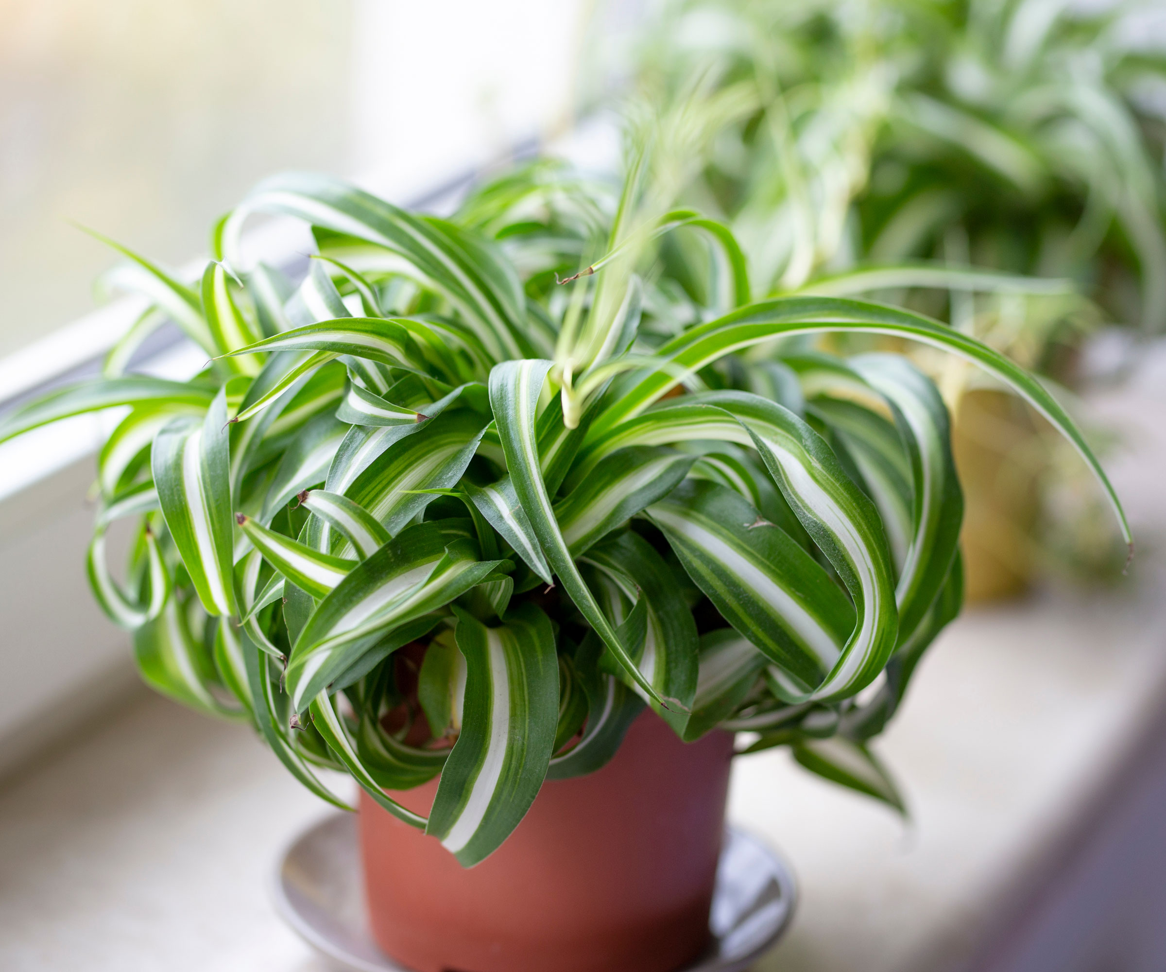 curly spider plant in window display