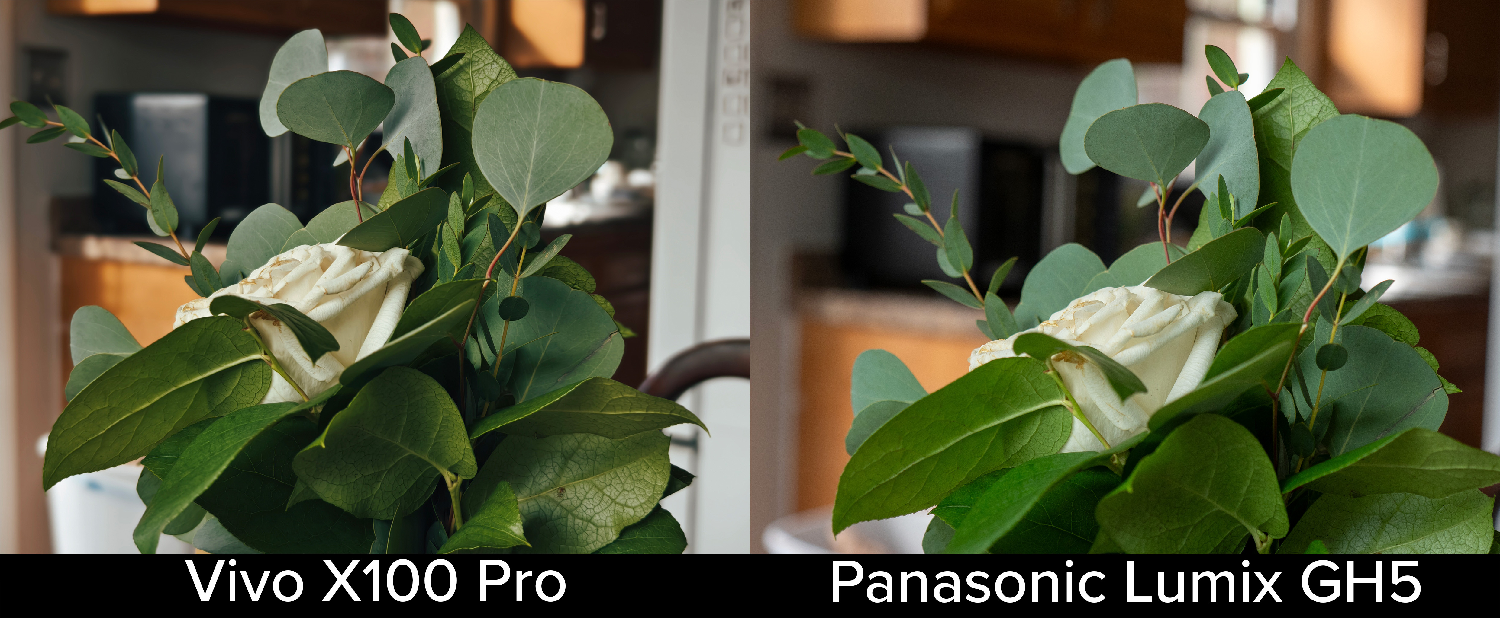 Comparing camera samples from the Vivo X100 Pro against ones from a Panasonic Lumix GH5