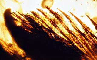The Angel Wing specimen is seen here under a compound microscope. This view shows the pigment banding the feathers and the outline of a claw.
