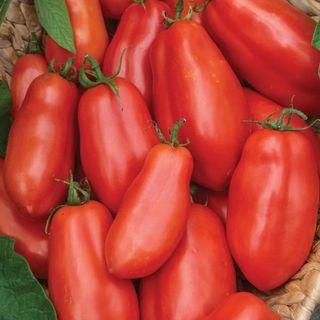 San Marzano tomato seeds