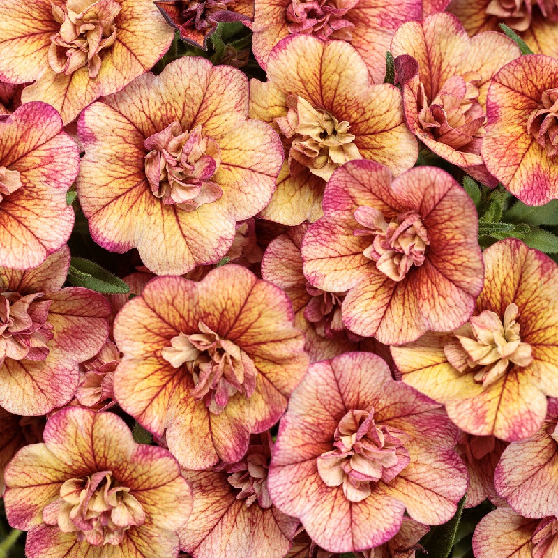 Superbells&amp;reg; Double Vintage Coral&amp;trade; Calibrachoa