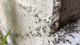 Ants crawling over a wall outside