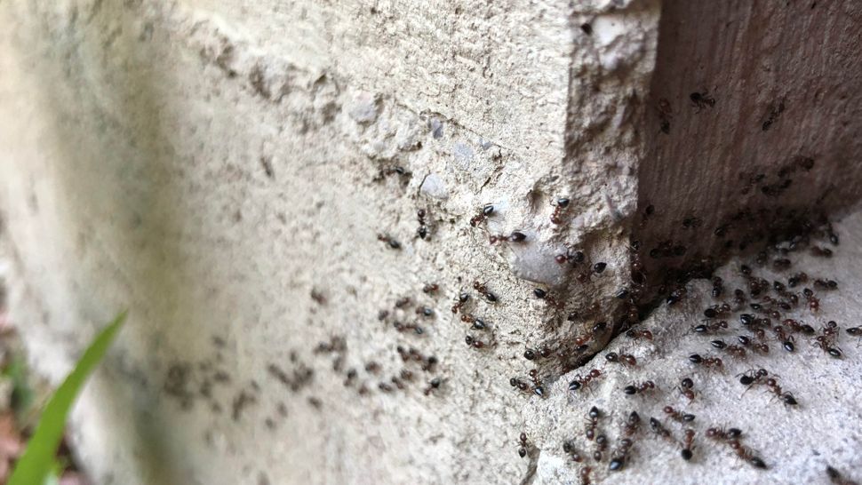 7 things that are attracting ants to your home Tom's Guide