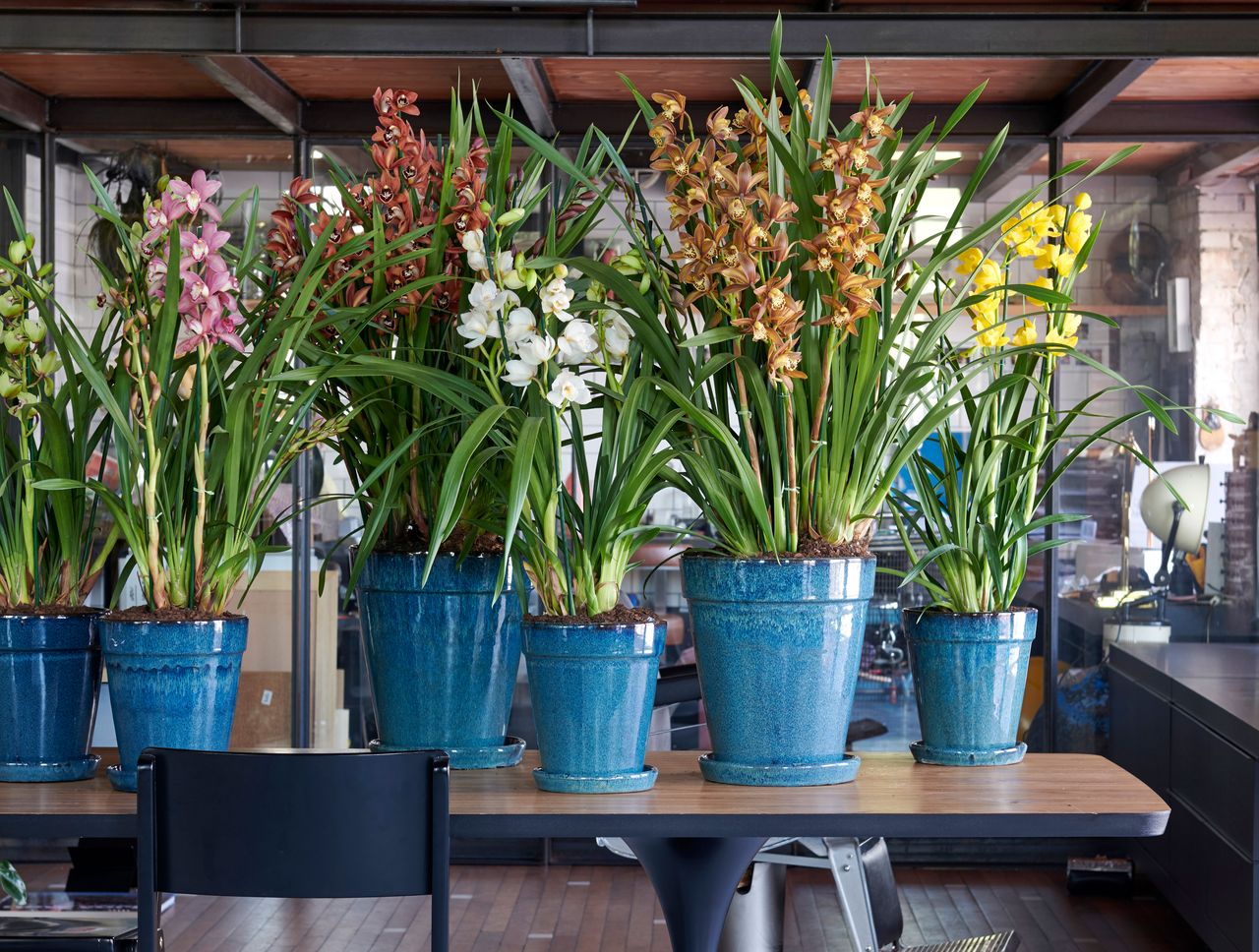 orchids on a table