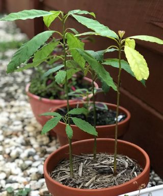avocado plant growing in a pot outside