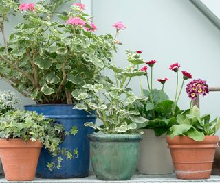planters on a shelf in a greenhouse