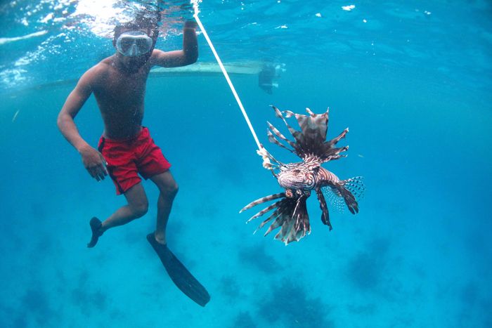 Fisherman spearing lionfish in Belize