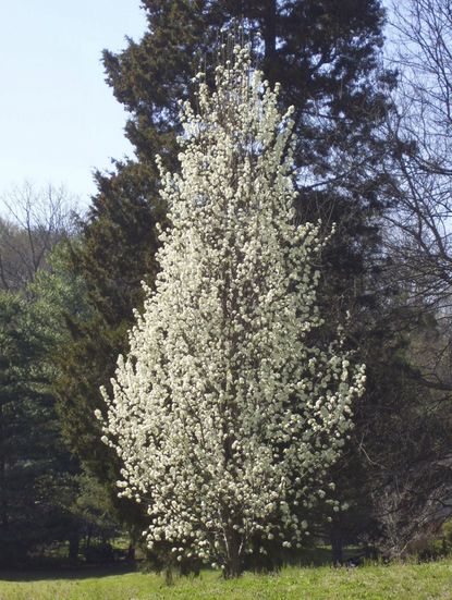 Tall Fruiting Pear Tree