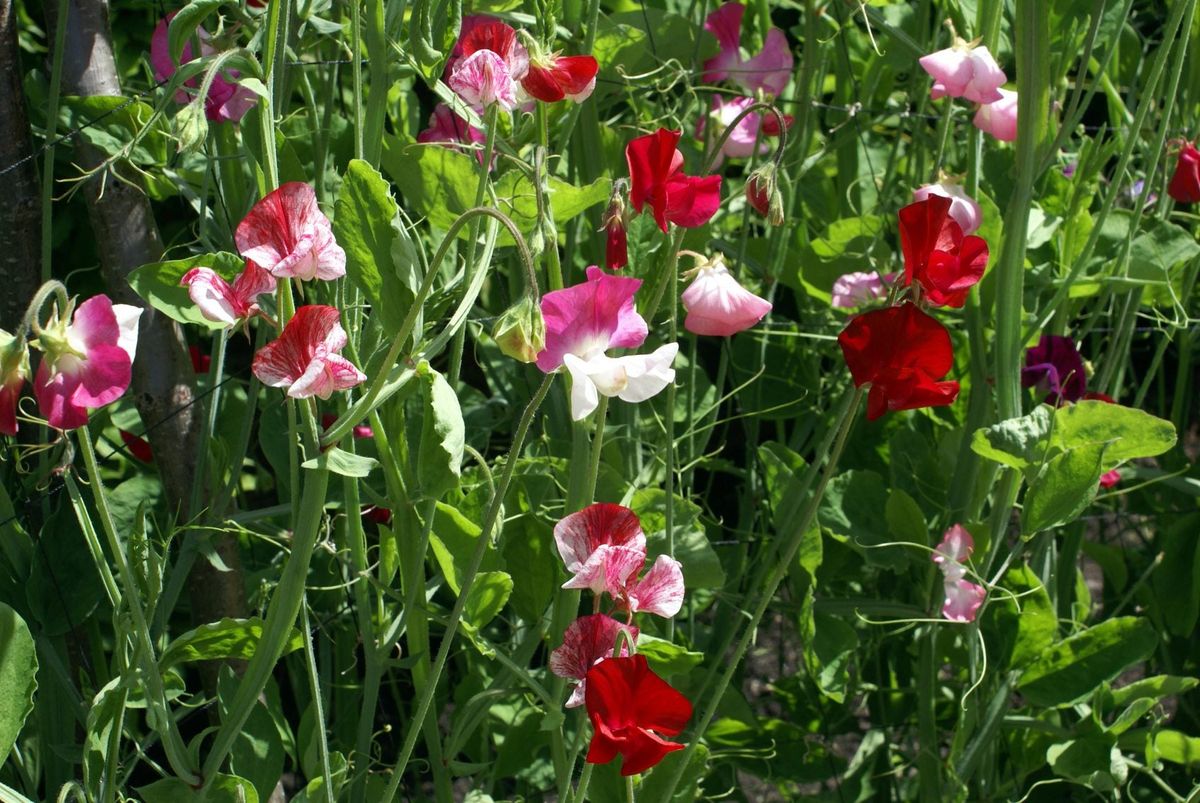 No Flowers On Sweet Peas Sweet Pea Flowers Not Blooming Gardening