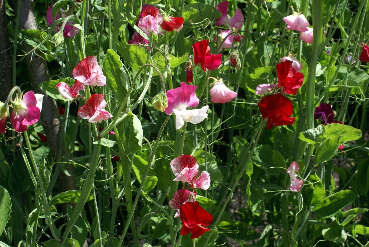 sweet pea blooms