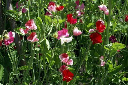 sweet pea blooms