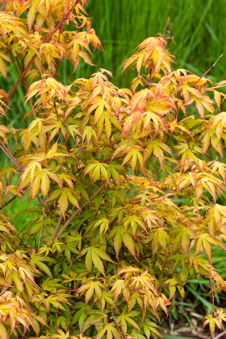 How to grow acers follow our tips and add yearround interest to your