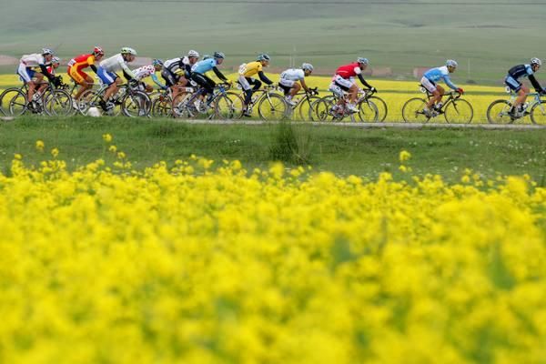 The peloton speeds past the yellow fields.