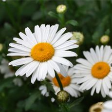 White Shasta daisies