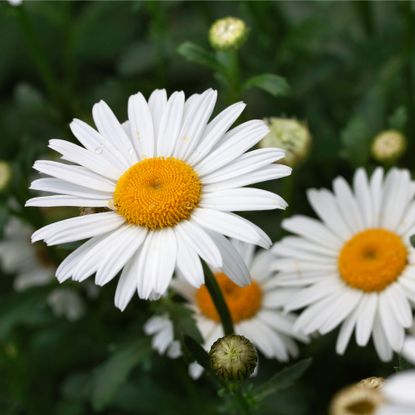 White Shasta daisies