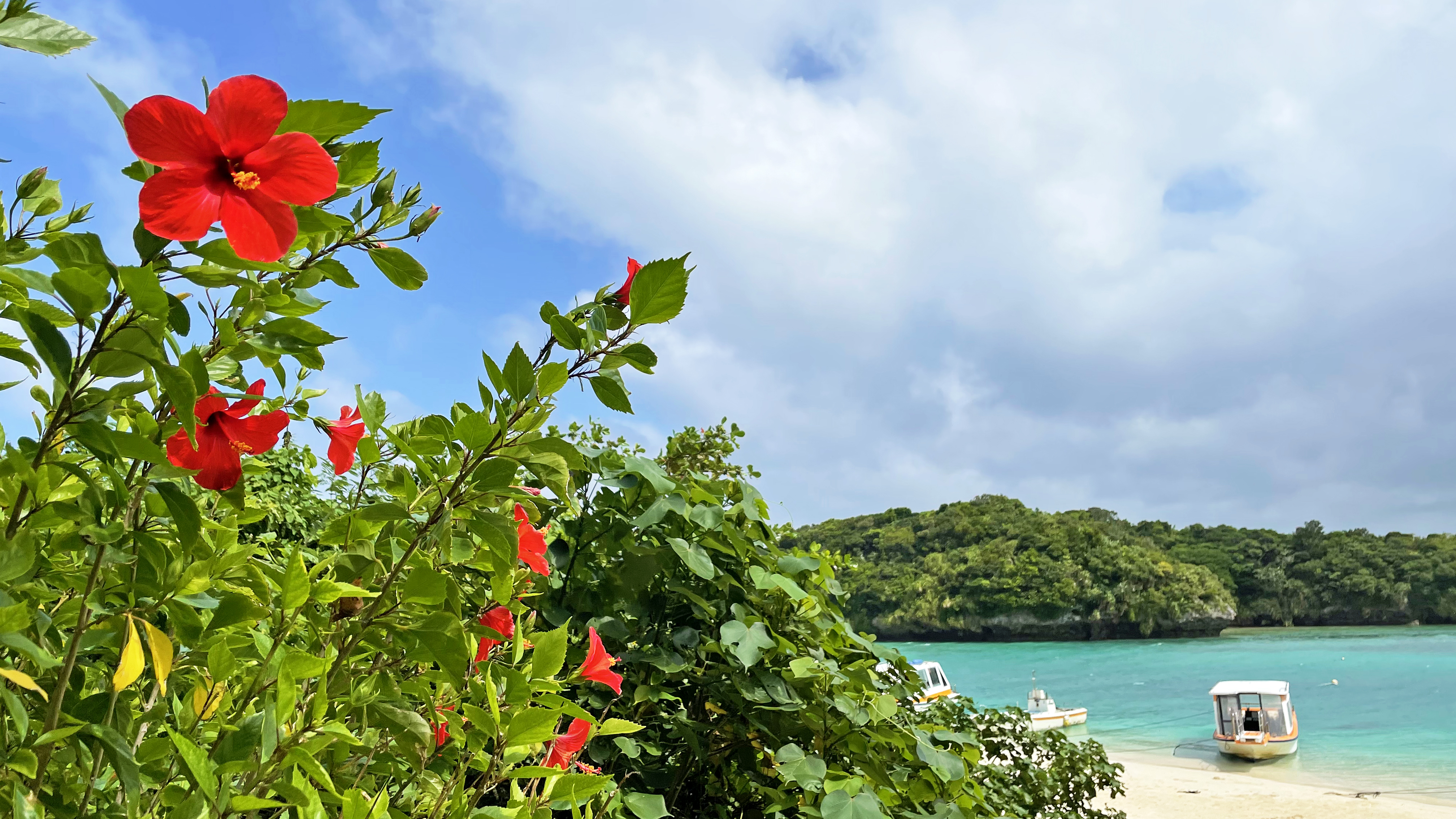 Red hibiscus flowers on a beach in Okinawa