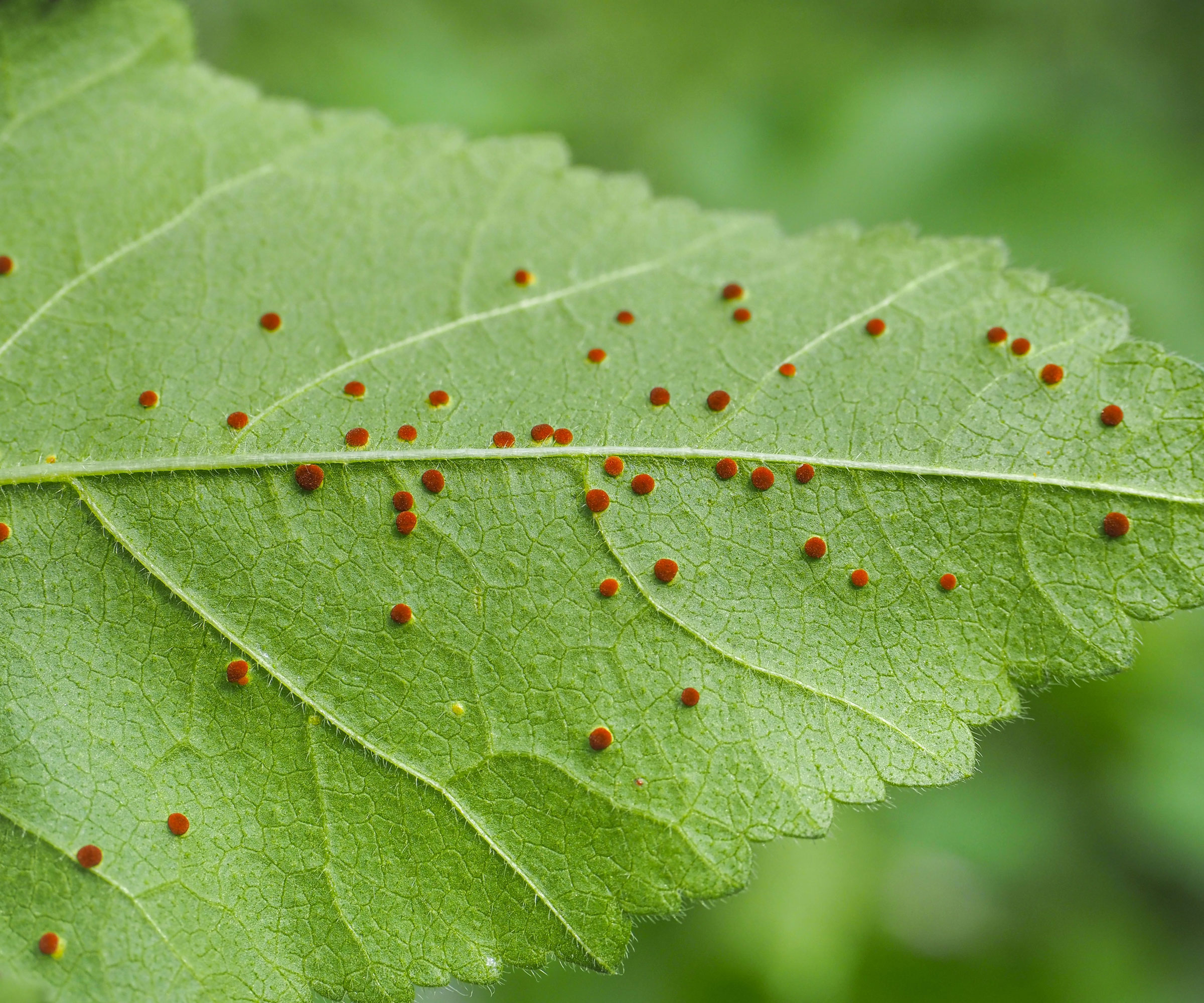 hollyhock leaf showing signs of rust