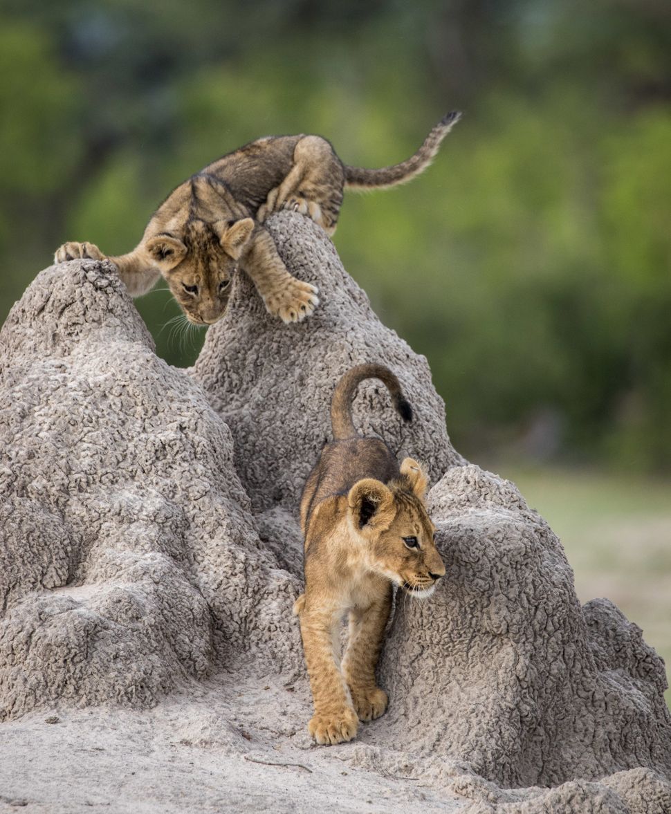 comedy-wildlife-photographer-awards-2020-finalisten