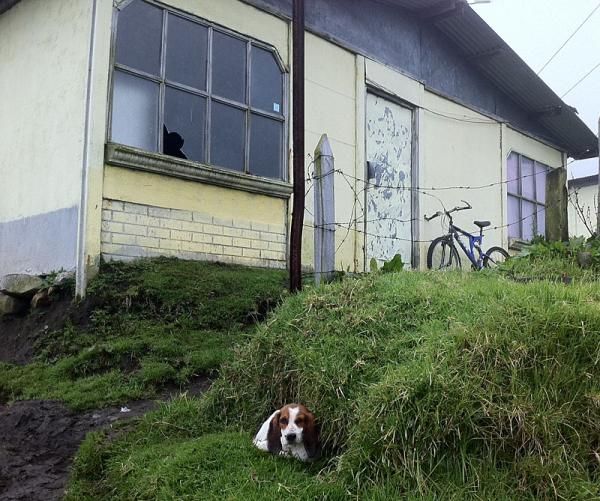 This dog watches the race caravan go by.