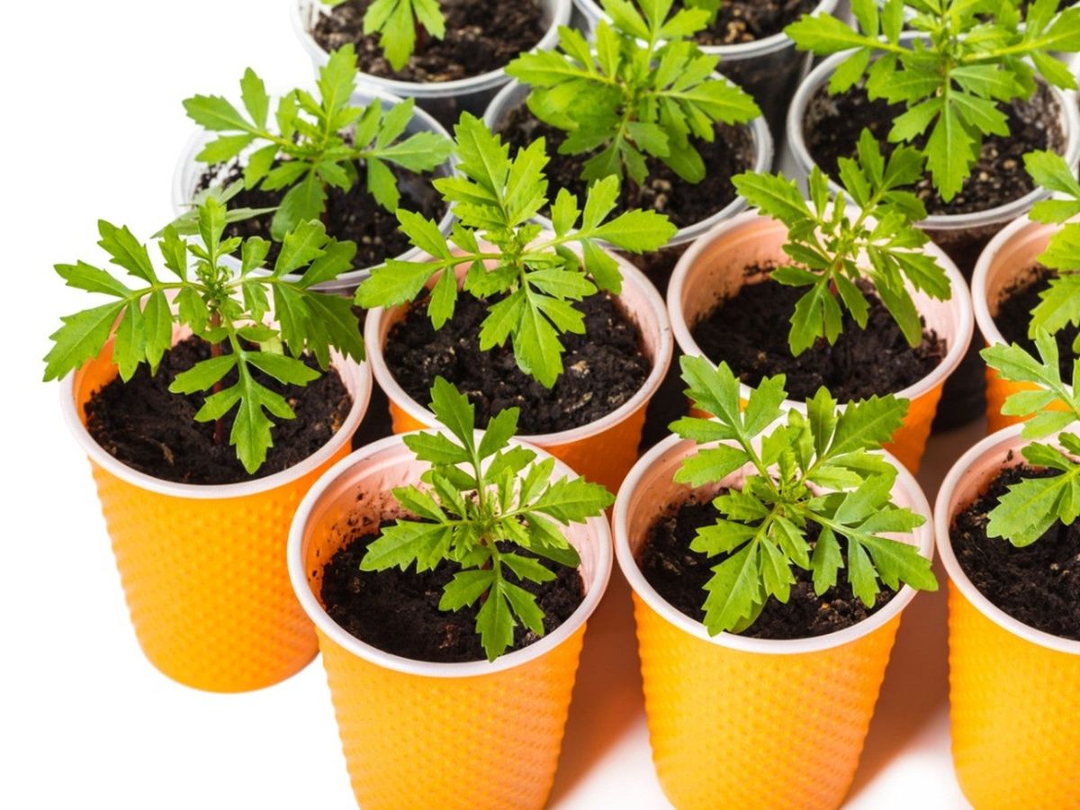 Best Way To Start Flower Seeds Indoors Planting Flower Seeds Indoors