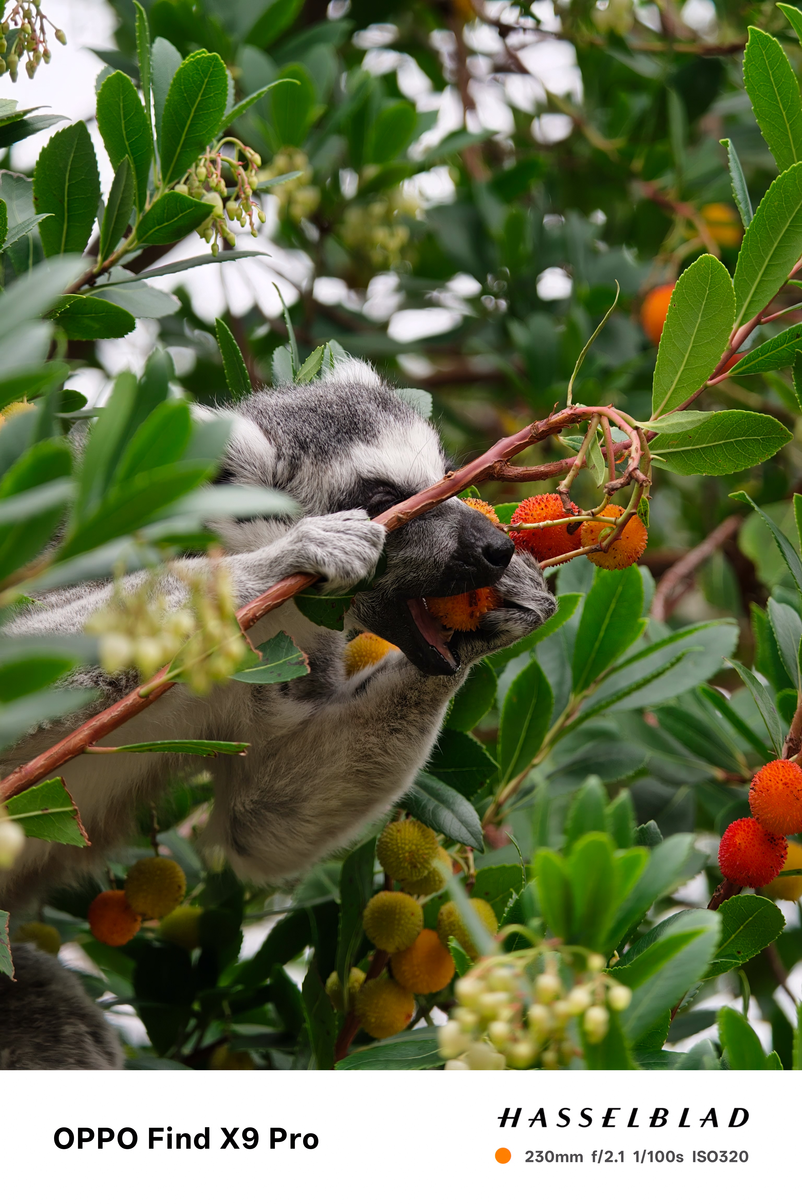 A ring tailed lemur eating a orange berry from a tree