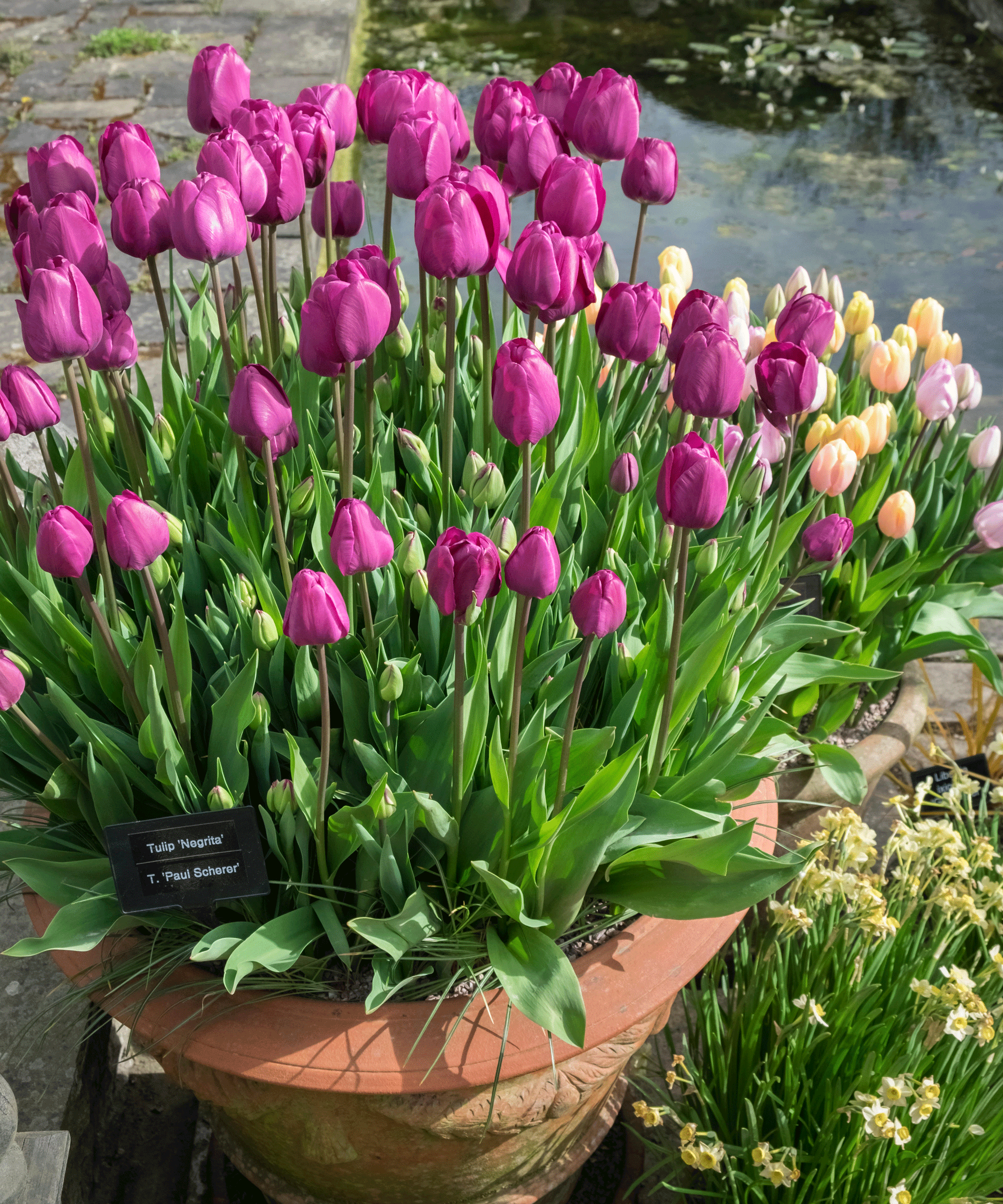 container of vibrant purple tulips