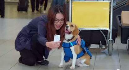 Dutch airline KLM is using an adorable beagle as its lost-and-found service