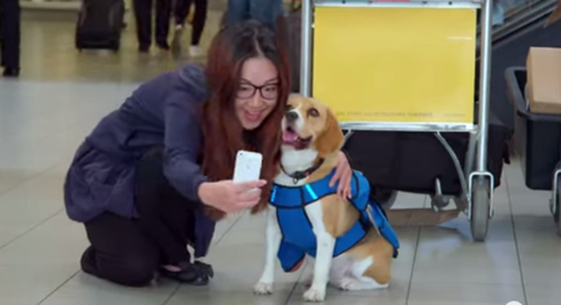 Beagle klm hot sale