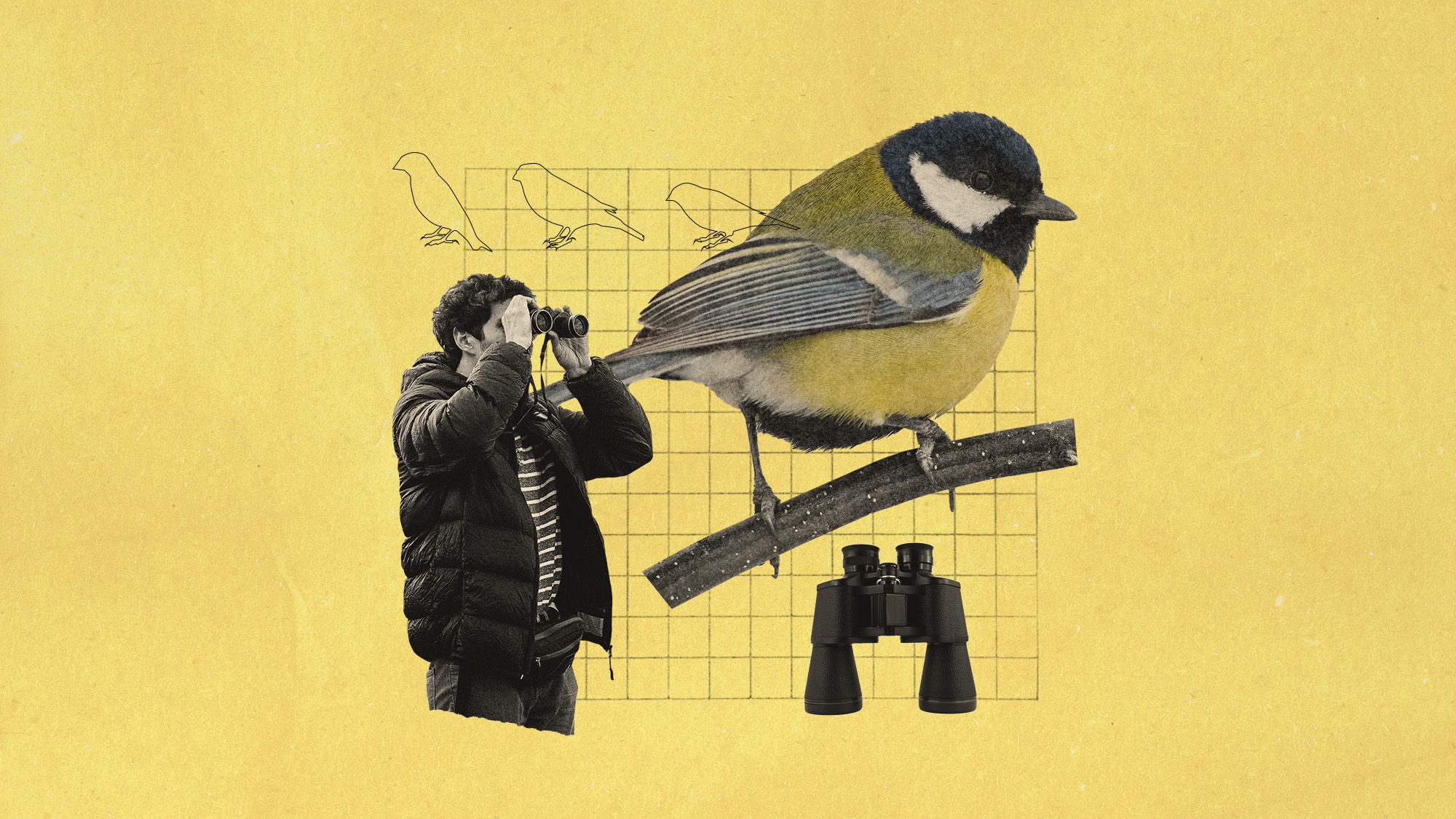 Photo collage of a birdwatcher and a bird
