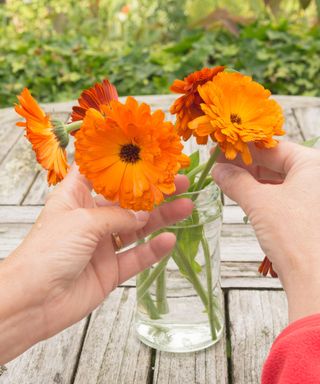 Calendula Indian Prince has broad orange flower heads and is ideal for cutting for flower arranging
