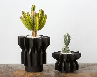 Cacti in potplants