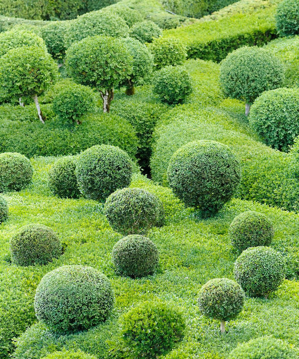 Boxwood care: a guide to growing these evergreen shrubs | Gardeningetc