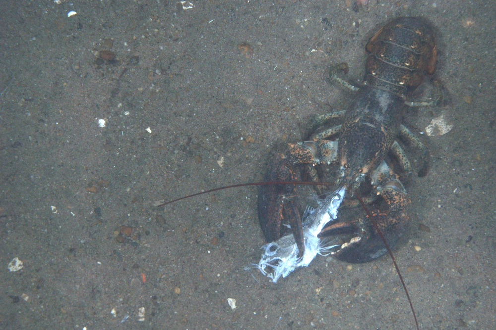 habcam, ocean habitat, marine life images