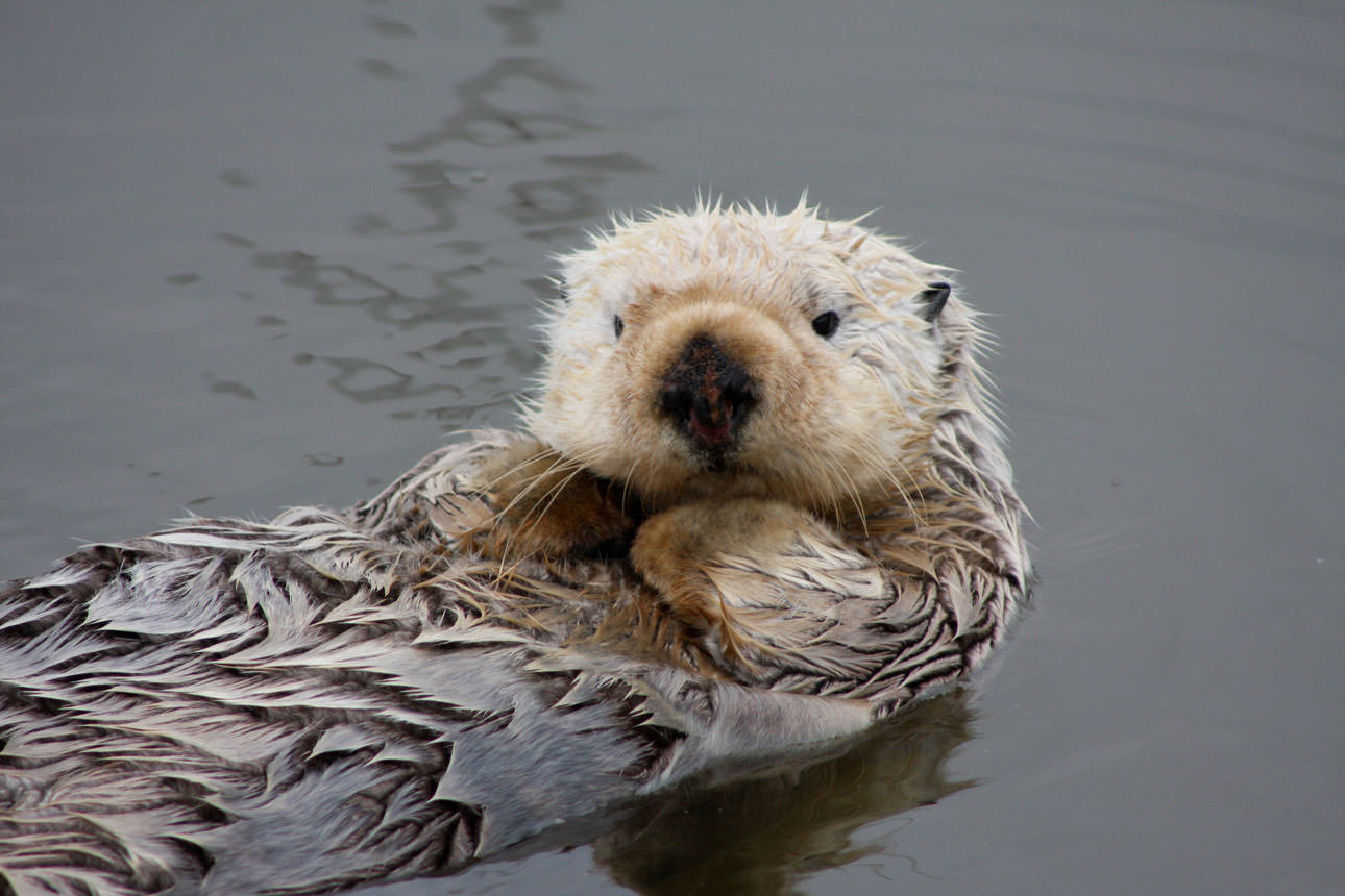 Southern Sea Otter