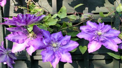 The flowers of clematis 'The President' growing on a trellis