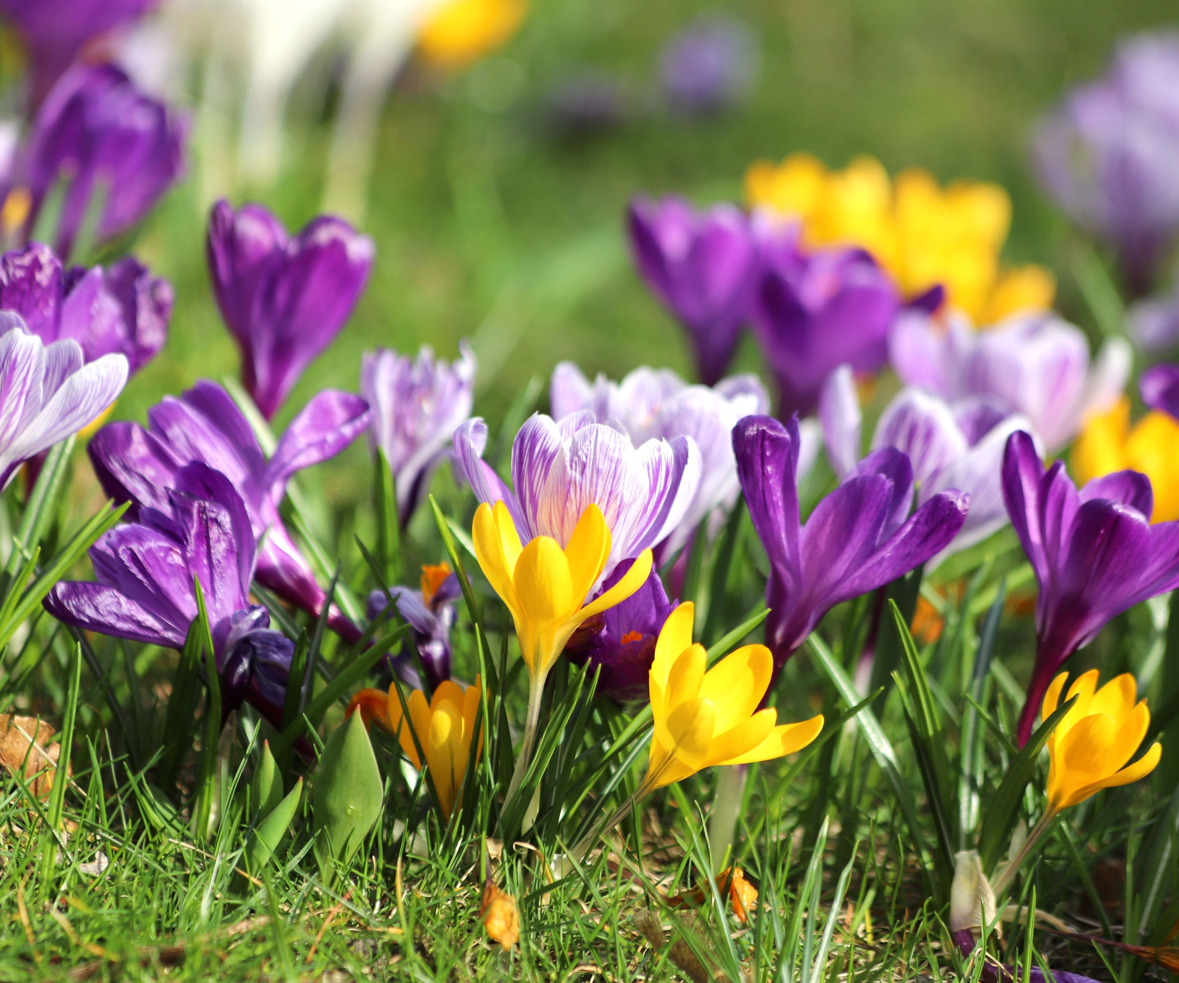 mixed crocus flowers on garden lawn