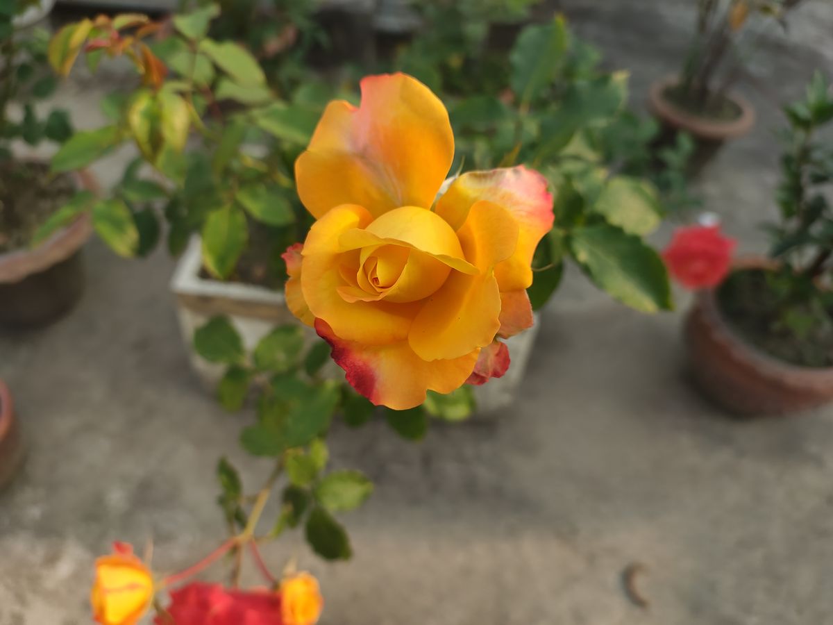 RedMagic 7 phone camera sample